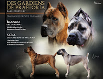 Élevage cane corso 