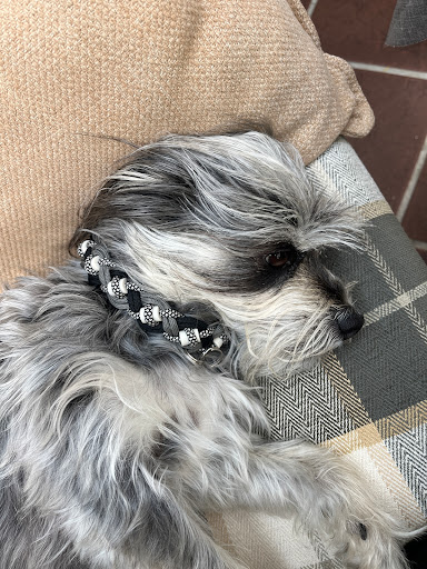 doggymütlich - Visual