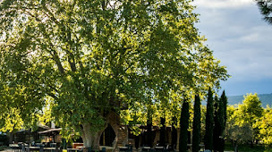 Photo n°11 de Le Platane des ANDEOLS à Saint-Saturnin-lès-Apt (Bistro)