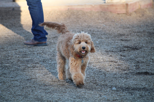 Ragle Ranch Dog Park - Thumbnail