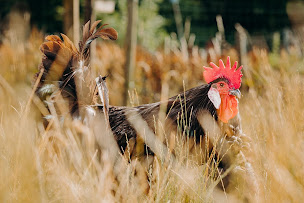 Photo n°7 de Ferme de La Ruchotte à Bligny-sur-Ouche (Restaurant biologique)