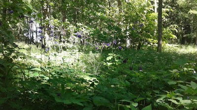 Photos of Uue-P&otilde;ltsamaa m&otilde;is
