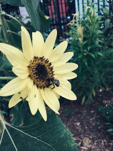 Girard Street Park - Thumbnail