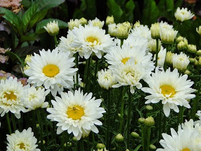 Photos of Pine Hill Village Gardens