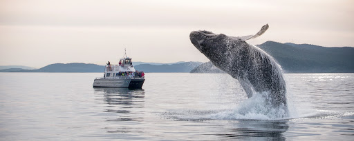 Blackfish Tours by Outer Island Expeditions