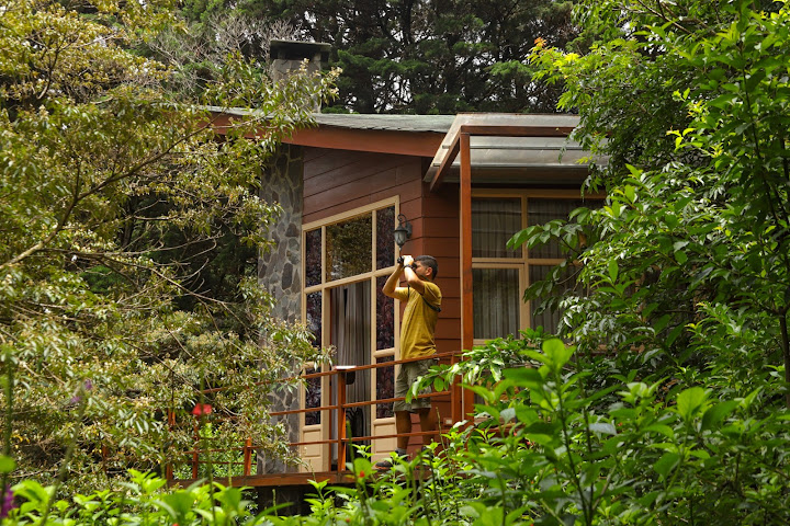 Los Pinos - Cabañas & Reserva by null