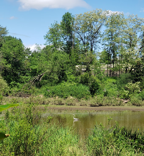 Brookside Wetland - Visual