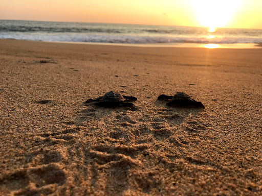 Reserva de Tortugas