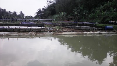 Photos of Maju, Pd