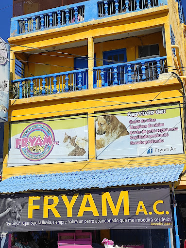 Fryam - Visual