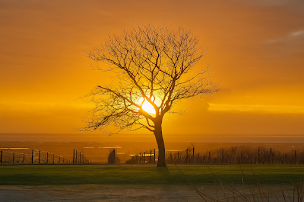 Photo n°1 de Maison Boiteau à Saint-Dizant-du-Gua (Vignoble)