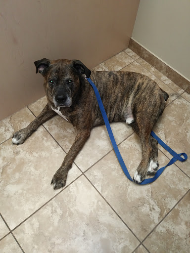 Main West Animal Hospital Gallery - United States