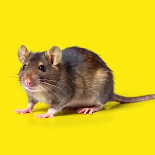 MJ Pest Management