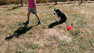 Photo n°2 de Le Code Canin à Maen Roch (Dresseur pour chiens)