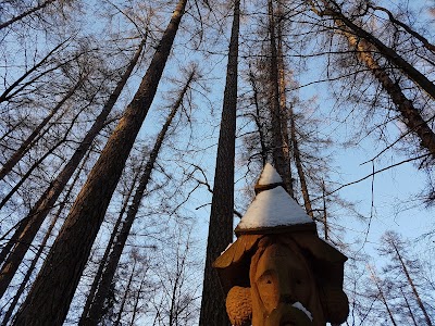 Photos of Degsnė larch - the highest tree Lithuania