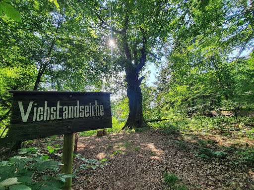 Viehstandseiche - Thumbnail
