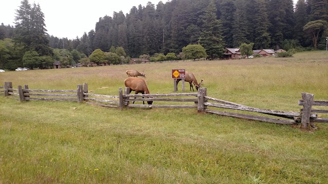 Prairie Creek Redwoods State Park