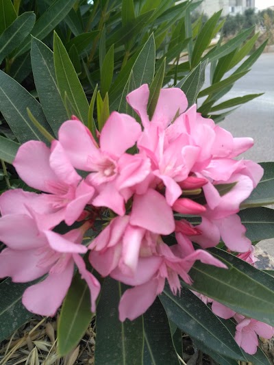 Photos of منتزه بلدية حرتا