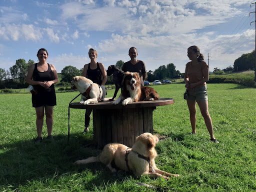 Dog It Together - Education et Comportement Canin - Thumbnail