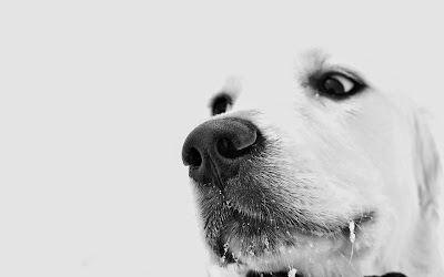 Photos of All Animal Veterinary Clinic