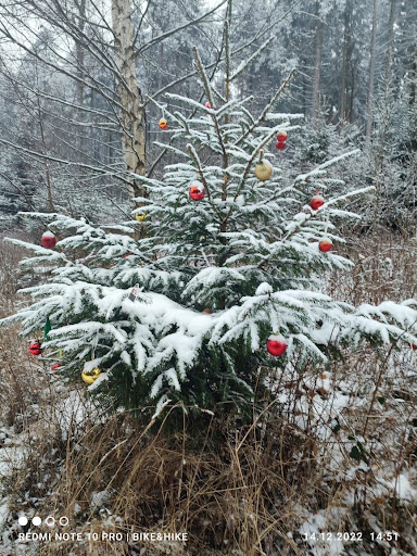 Weihnachtsbaumallee - Thumbnail