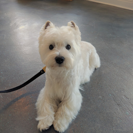 Canine Cloud 9 - Thumbnail