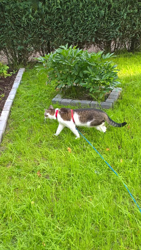 Kattenpension Bengelhof - Thumbnail