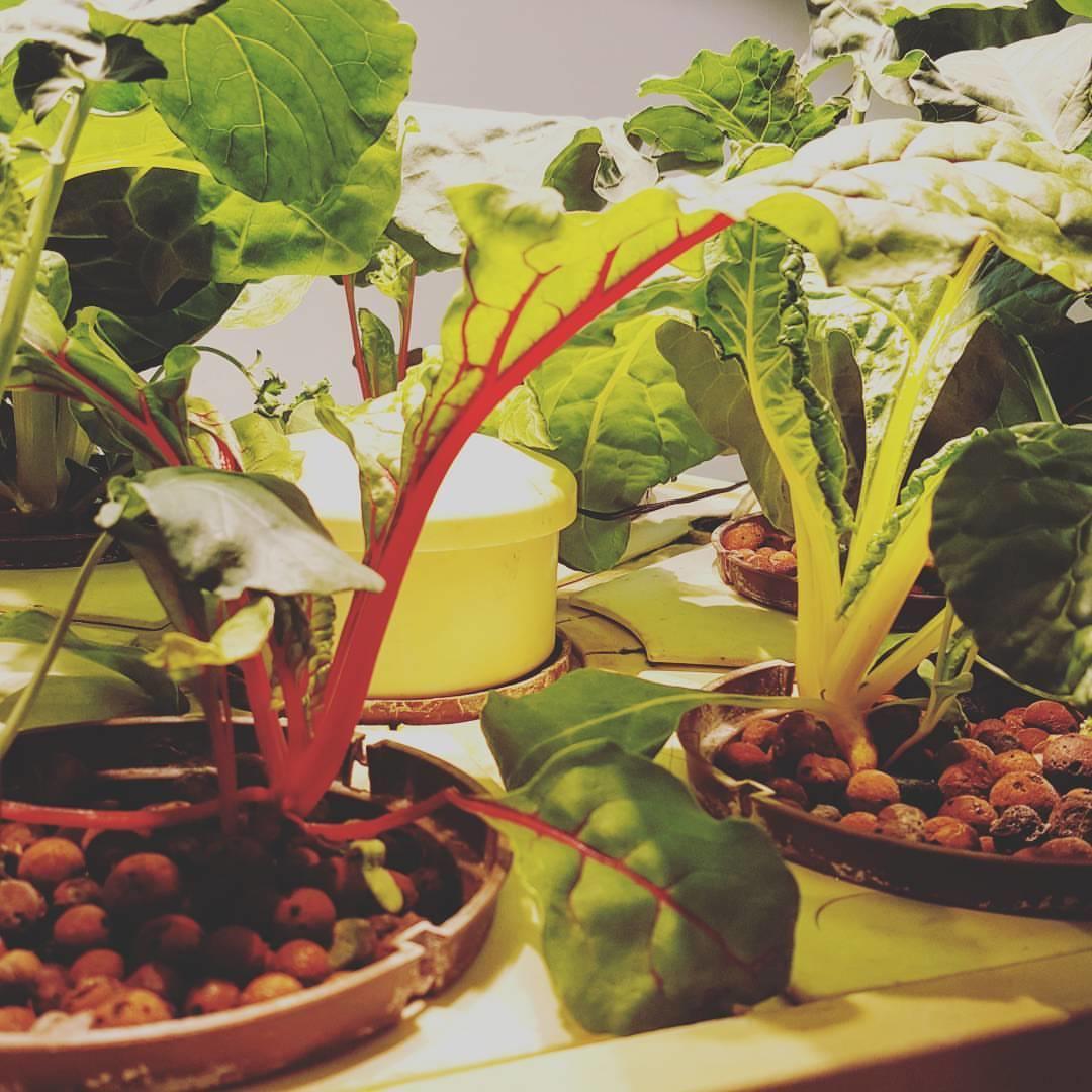 Root Grow Bloom Organic & Hydroponic Gardening Center