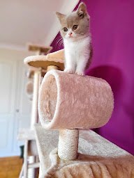 Photo n°31 de La Wooferie à Langonnet (Éleveur de chats)