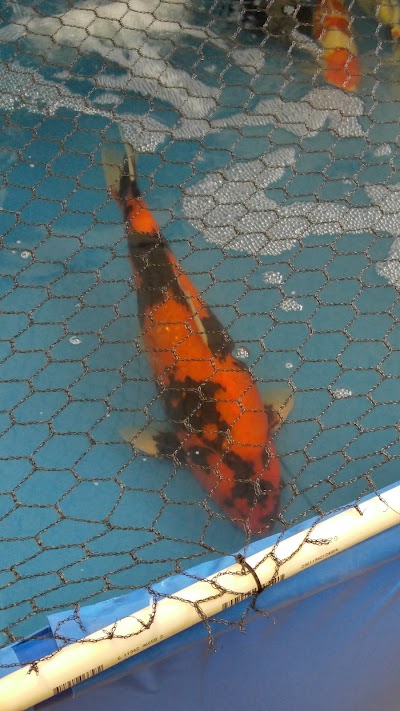 Boise River Koi and Pond Supply