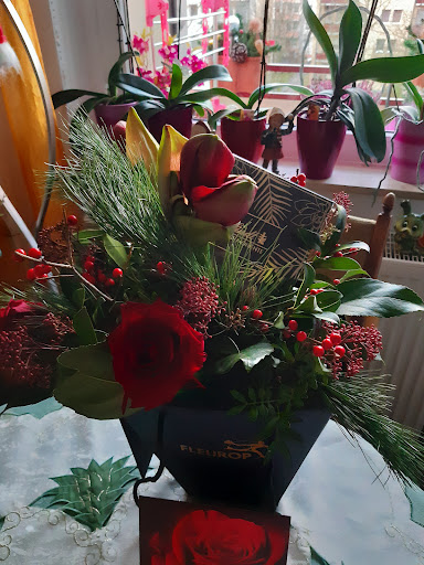 Herda's Blumeneck - Visual