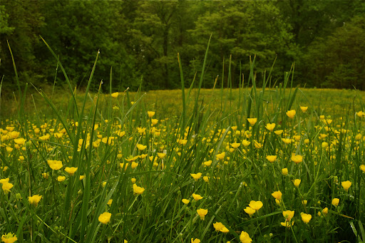 Marie Butler Leven Preserve - Thumbnail