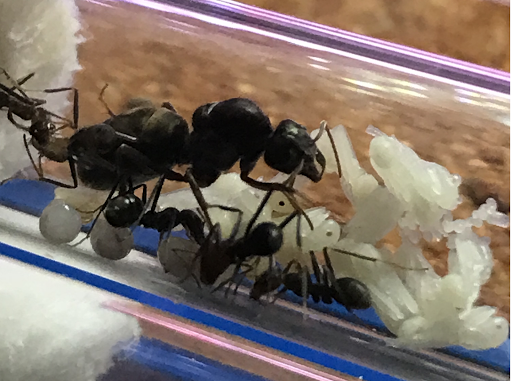 Ant Shop Australia - Thumbnail