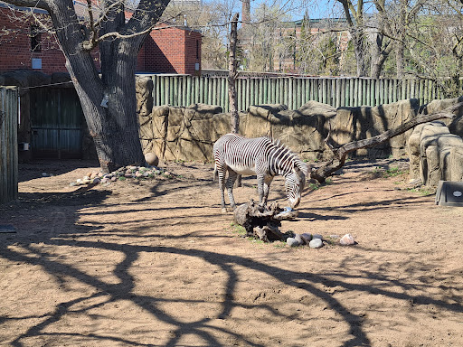 Camel & Zebra