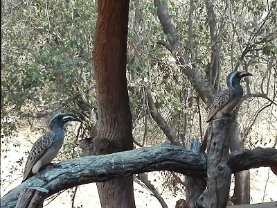 Photos of Mashatu Game Reserve