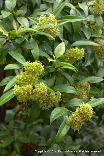 Paten Park Native Nursery - Thumbnail