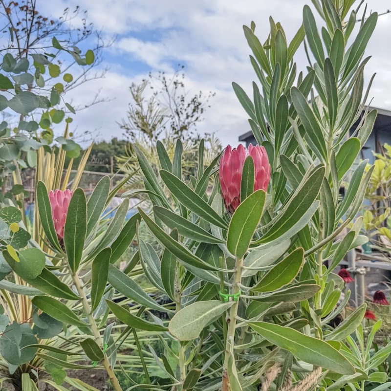 蒼ao.(現在出店と造園のご依頼のみ承っております)