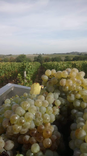Photo de Domaine Du Relais à Vaudelnay (49260)