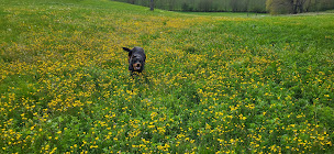 Photo n°33 de Les Chèvres du Châtellier à Lys-Haut-Layon (Ferme bio)