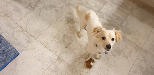 Healthy Paws Veterinary Care Gallery - United States