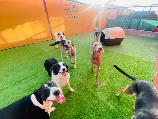 Hotel para perros Dog Village