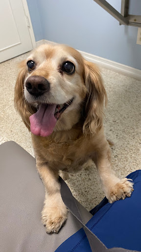 Animal Medical Center of Redlands - Thumbnail