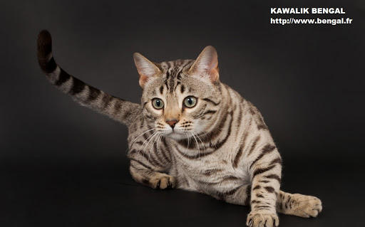 KAWALIK BENGAL elevage chat - Thumbnail