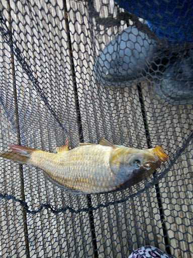 Short Ferry Angling