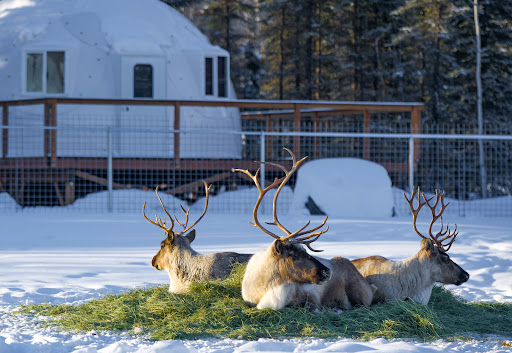 Pleasant Acres Reindeer Ranch - Thumbnail