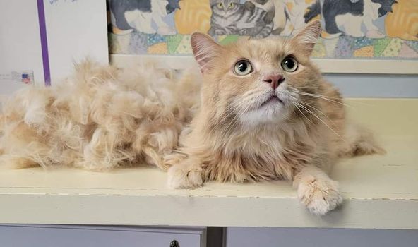 Cats Luv Us Google Business photo