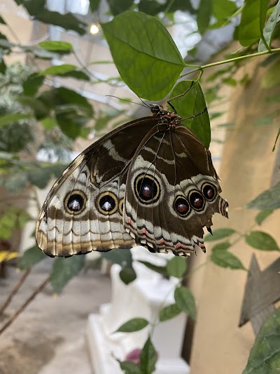 The Butterfly Palace & Rainforest Adventure