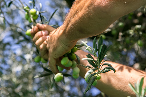 Azienda Agricola Savasta Vito