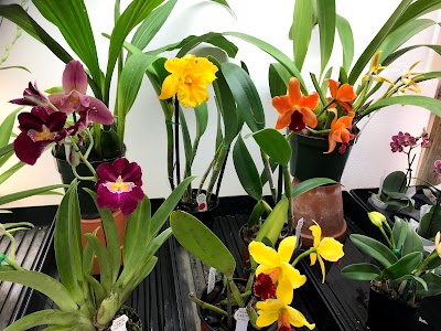 Orchids For You