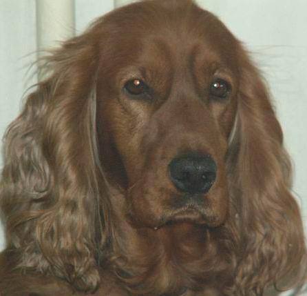 "Ветеринарна клиника - Авицена“